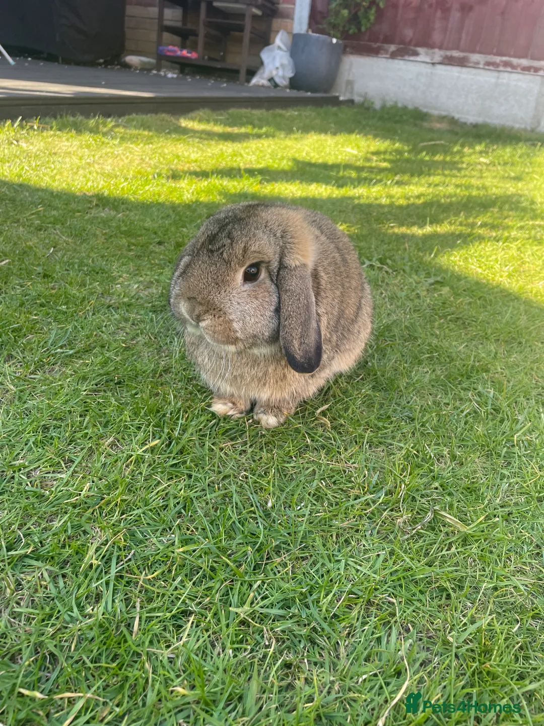 Mini Lop rabbits for sale: Mini Lop - Male And Female Mini Lionhead  in Colchester - Advert 1