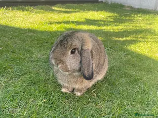 Mini Lop rabbits Mini Lop - Male And Female Mini Lionhead - Advert 5