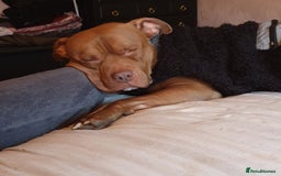 Mixed Breed dogs for sale: Brucie nearly 4 Cross breed  - Image 5