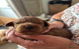 Cavapoo dogs for sale: Cavapoo pup for sale - Image 3