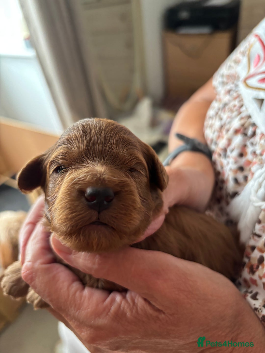 Cavapoo dogs for sale: Cavapoo pup for sale - Image 3