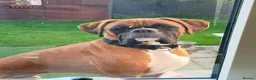 Boxer dogs for sale: Gorge the boxer in Carlisle - Advert 1