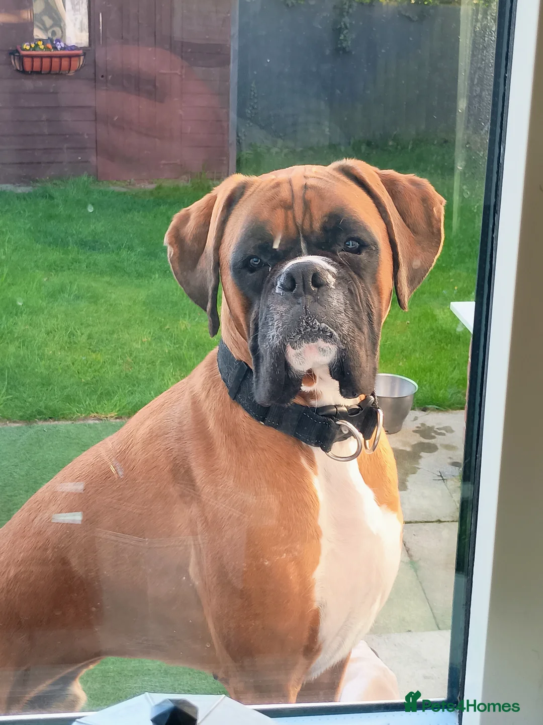 Boxer dogs for sale: Gorge the boxer in Carlisle - Advert 1
