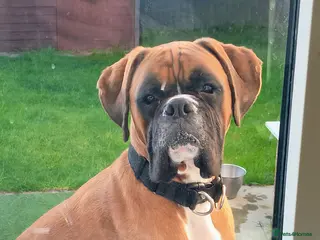 Boxer dogs Gorge the boxer - Advert 18