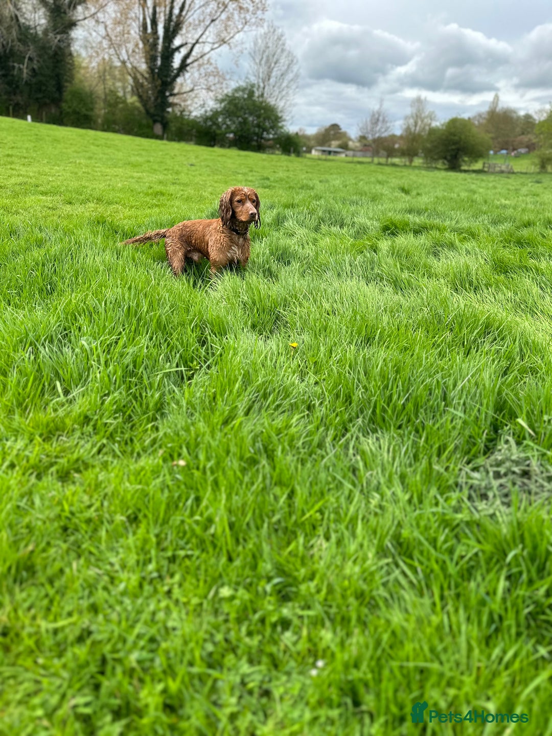 Cocker Spaniel dogs for stud: Working Cocker Spaniel at Stud (Proven) - Advert 3