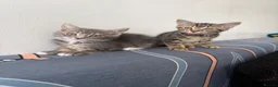 Mixed Breed cats for sale: Two Beautiful Female Tabby Kittens — Ready Now! - Advert 7