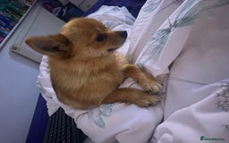 Pomeranian dogs for sale: Tiny Pomeranian Girl – Very Small Like a Chihuahua - Image 1