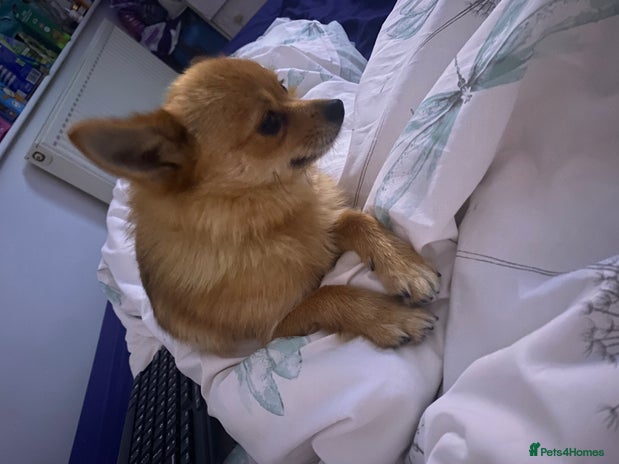 Pomeranian dogs - Advert 1
