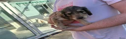 Cockapoo dogs for sale: 6 Gorgeous F1 Cockapoo puppies!!  - Advert 18