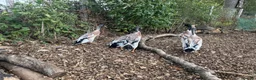 Ducks poultry for sale: Indian Runner duck drakes  - Advert 3