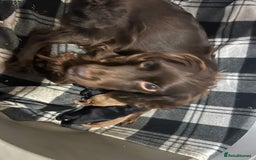 Cockapoo dogs for sale: Stunning 5  fully health tested  cockapoos  - Advert 4