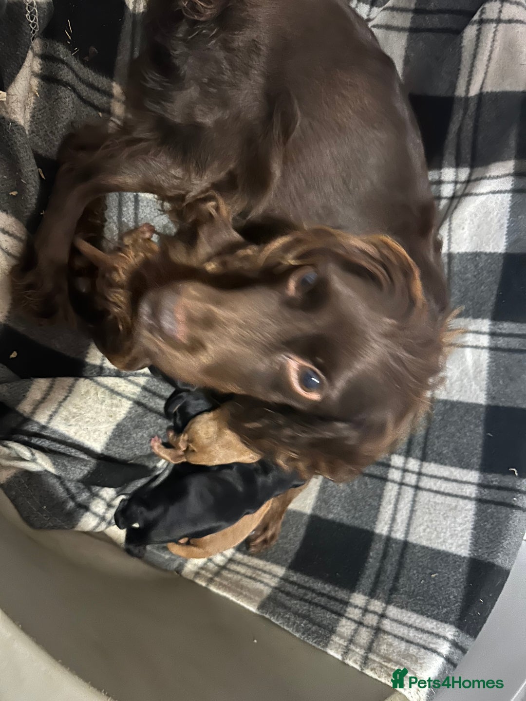 Cockapoo dogs for sale: Stunning 5  fully health tested  cockapoos  - Advert 4