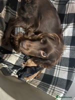 Cockapoo dogs Stunning 4 fully health tested cockapoos - Advert 2