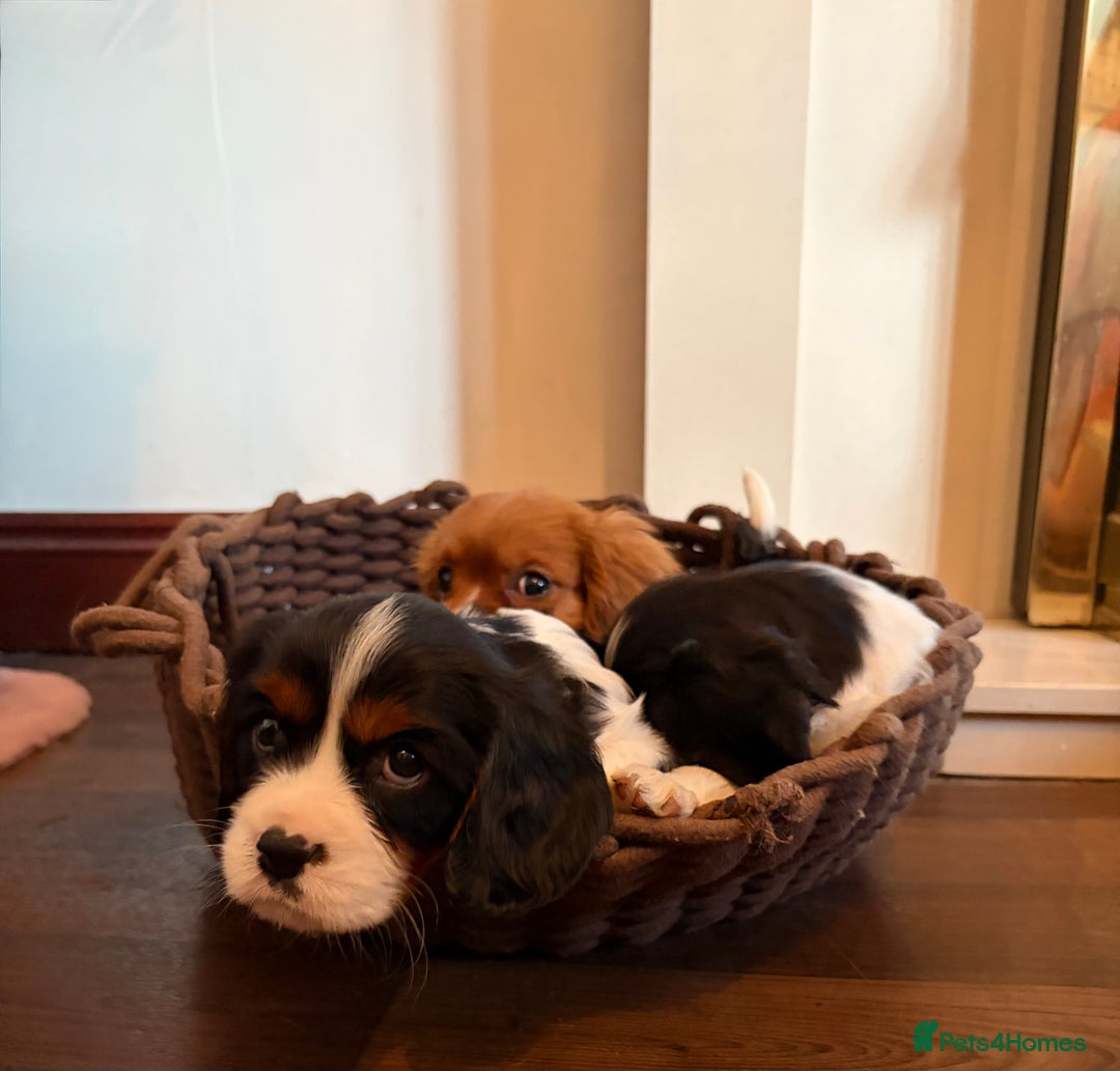 Cavalier King Charles Spaniel dogs for sale: Gorgeous Cavalier King Charles Spaniel Boys - Advert 21
