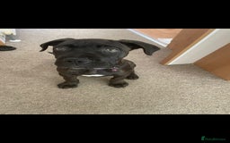 Cane Corso dogs for sale: Cane corso  - Image 2