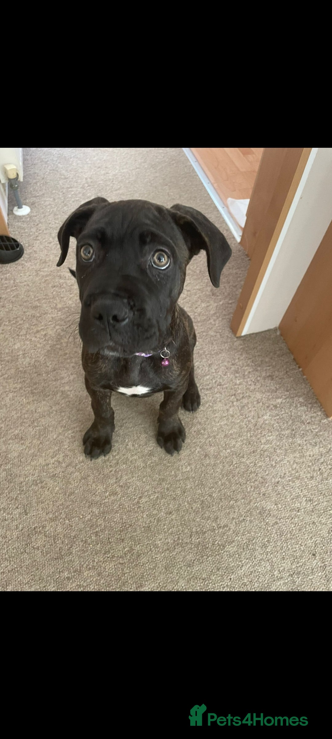 Cane Corso dogs for sale: Cane corso  - Image 2