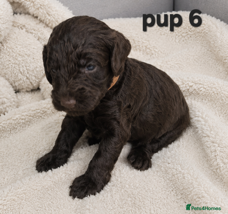 Cockapoo dogs for sale: Rare cockapoo pups with mix blue eyes colour  in Wolverhampton - Advert 12
