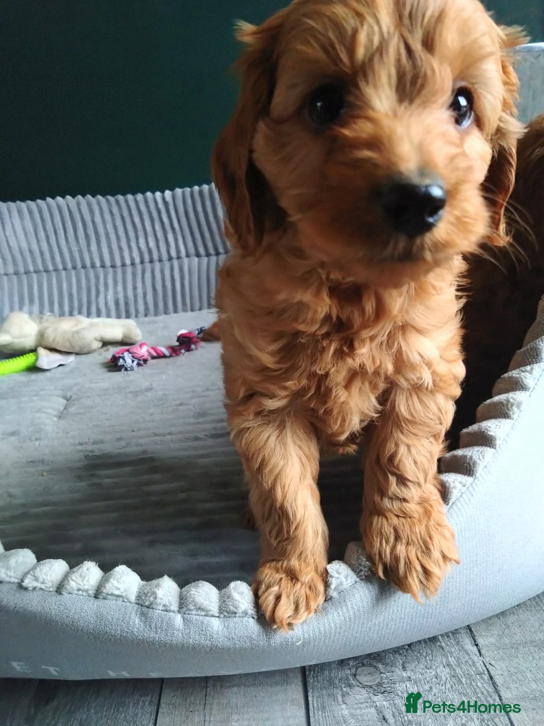Cockapoo dogs for sale: F1B Cockapoos puppies - Image 6
