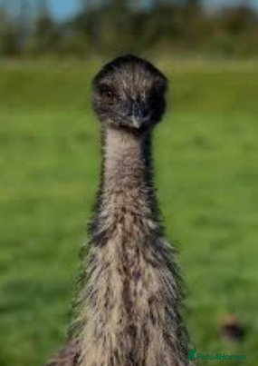 Emus poultry Emu for sale  - Advert 6