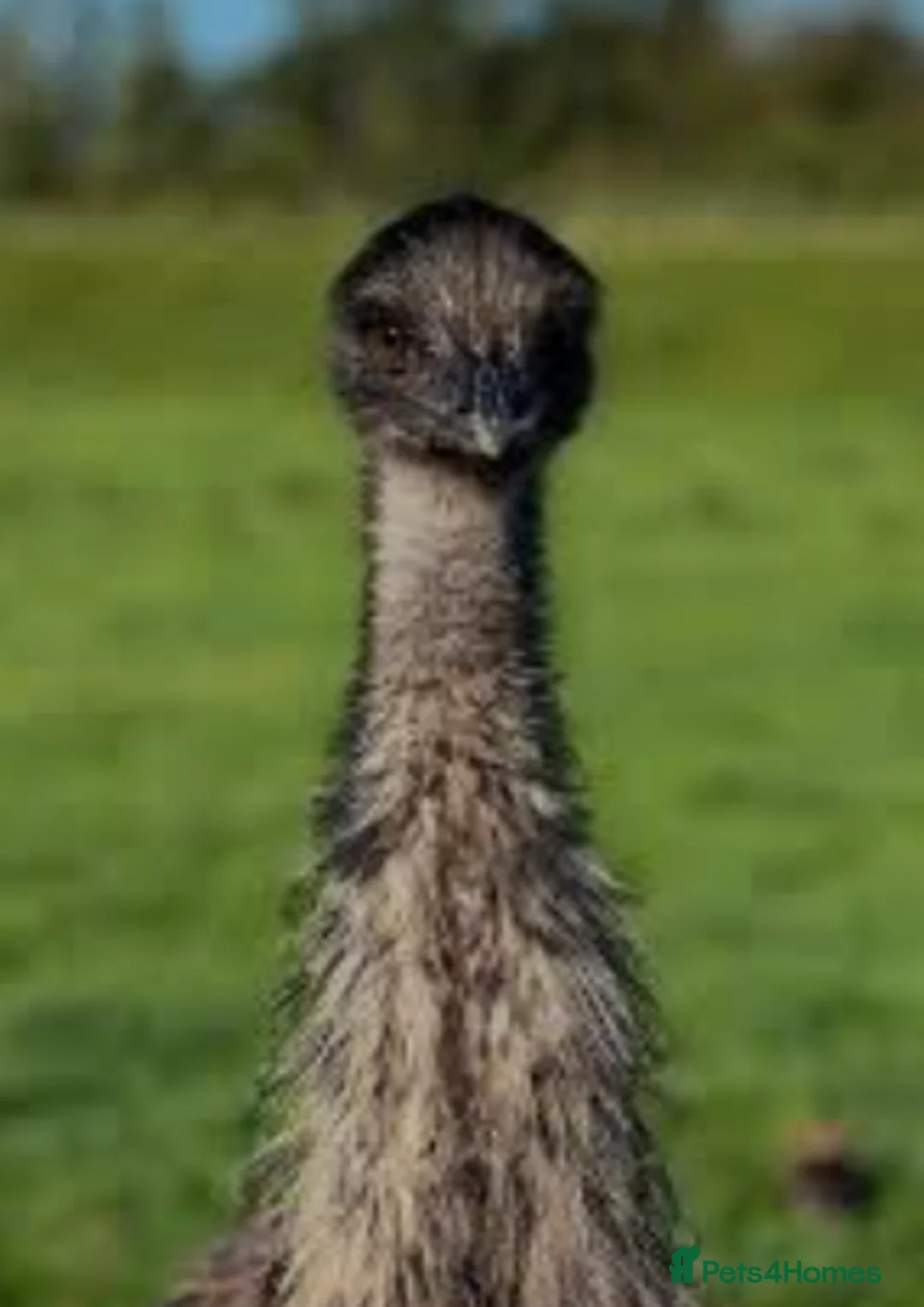 Emus poultry for sale: Emu for sale  - Advert 1
