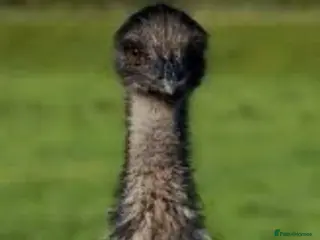 Emus poultry Emu for sale - Advert 6