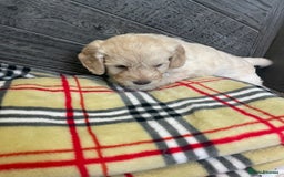 Cockapoo dogs for sale: Cockapoo puppies F1  - Image 8