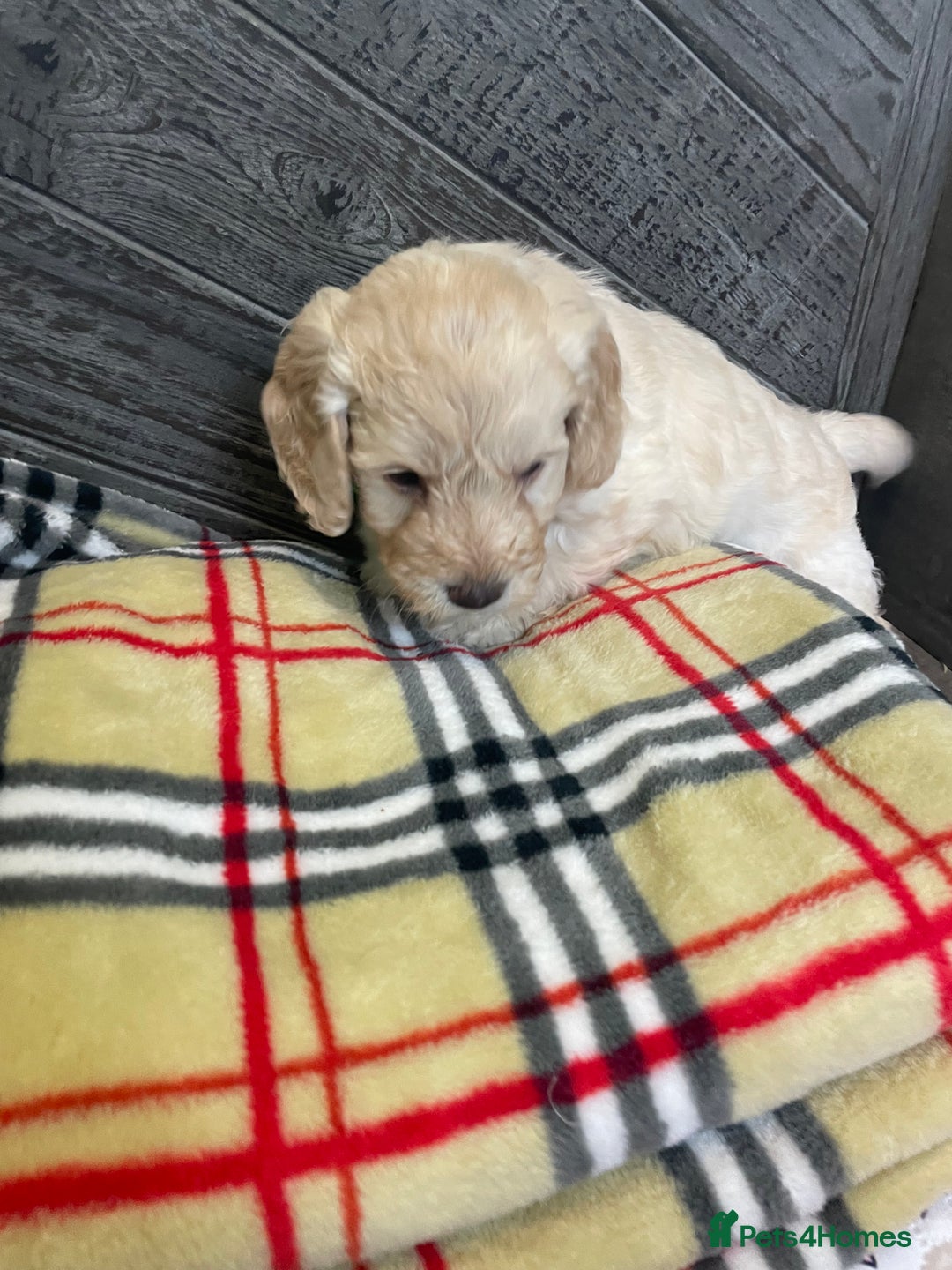 Cockapoo dogs for sale: Cockapoo puppies F1  - Image 8