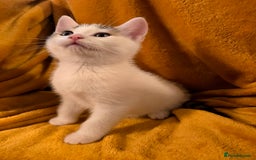 Mixed Breed cats for sale: 4 boys and 2 girls Family-Raised, Well-Socialised  - Image 8