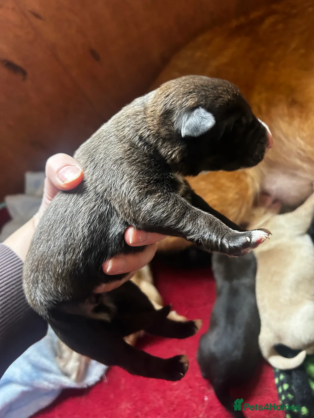 Mixed Breed dogs for sale: GSD x Lab  - Advert 10