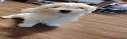 Maltese dogs for sale: Little princess  - Advert 4