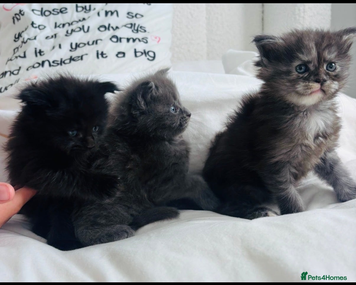 Maine Coon cats Stunning TICA Registered Maine Coon kittens ❤️❤️❤️ - Advert 1