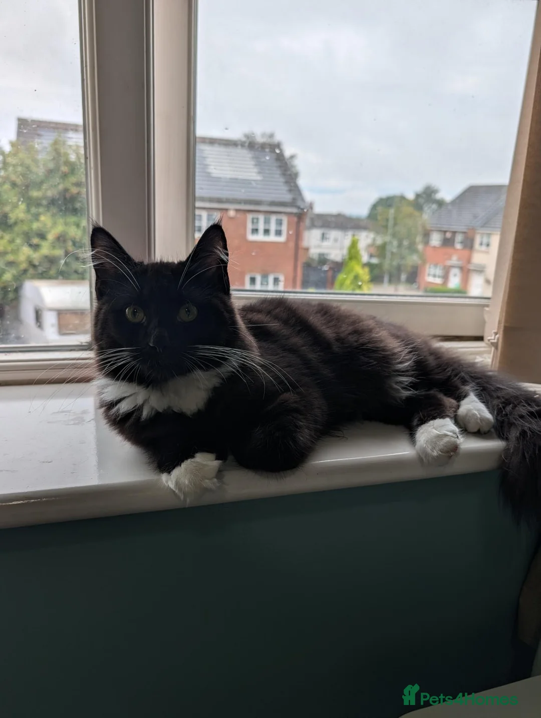 British Longhair cats for sale: *READY NOW* British Longhair X Maine Coon Kitten - Advert 1