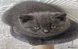 British Shorthair cats for sale: Gorgeous British shorthaired kittens - Image 9