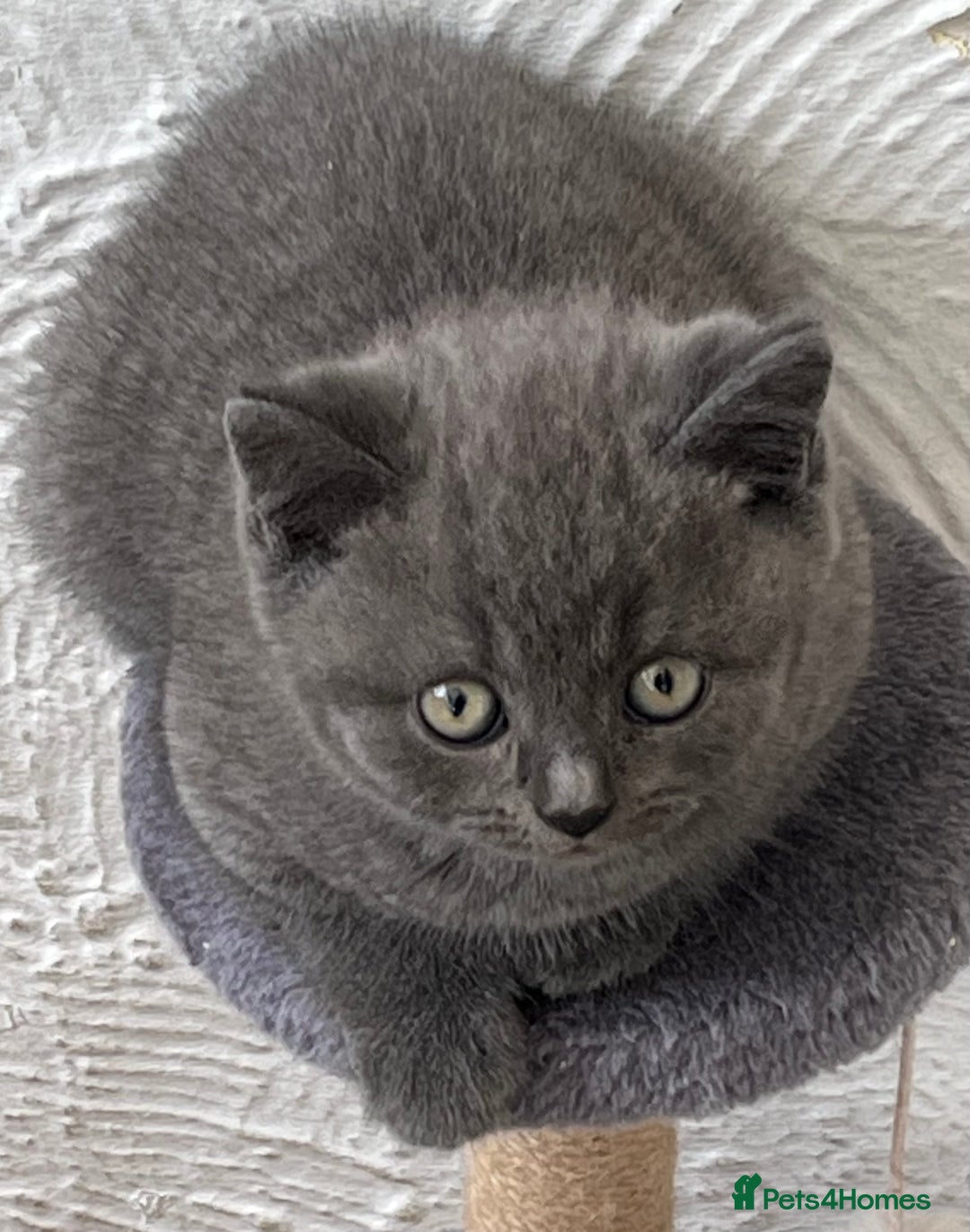 British Shorthair cats for sale: Gorgeous British shorthaired kittens - Image 9