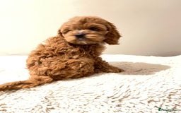 Cockapoo dogs for sale: Toy Yankee doodles American cockapoo - Image 12