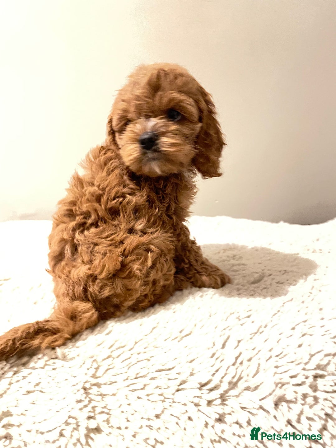 Cockapoo dogs for sale: Toy Yankee doodles American cockapoo - Image 12