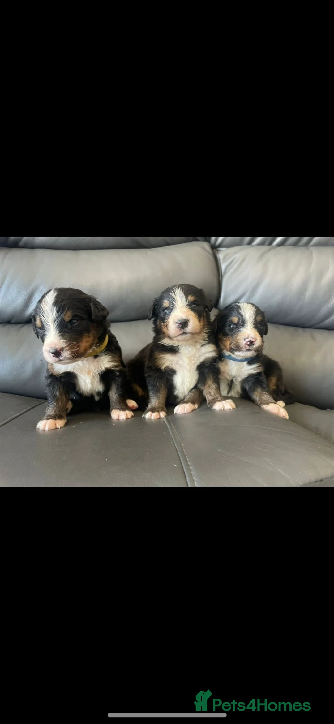 Bernese Mountain Dog dogs for stud: Outstanding kc reg Bernese mountain dog stud - Advert 26