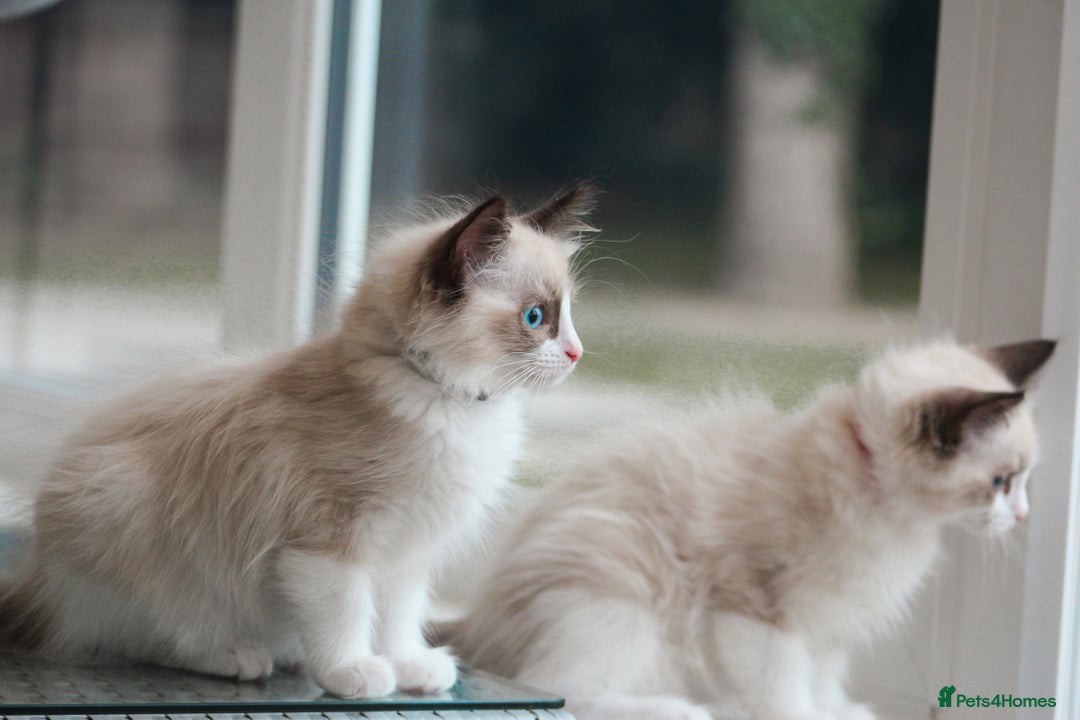 Ragdoll cats for sale: 🐈✨ Tica Registered Ragdoll Kittens in Tamworth - Image 32