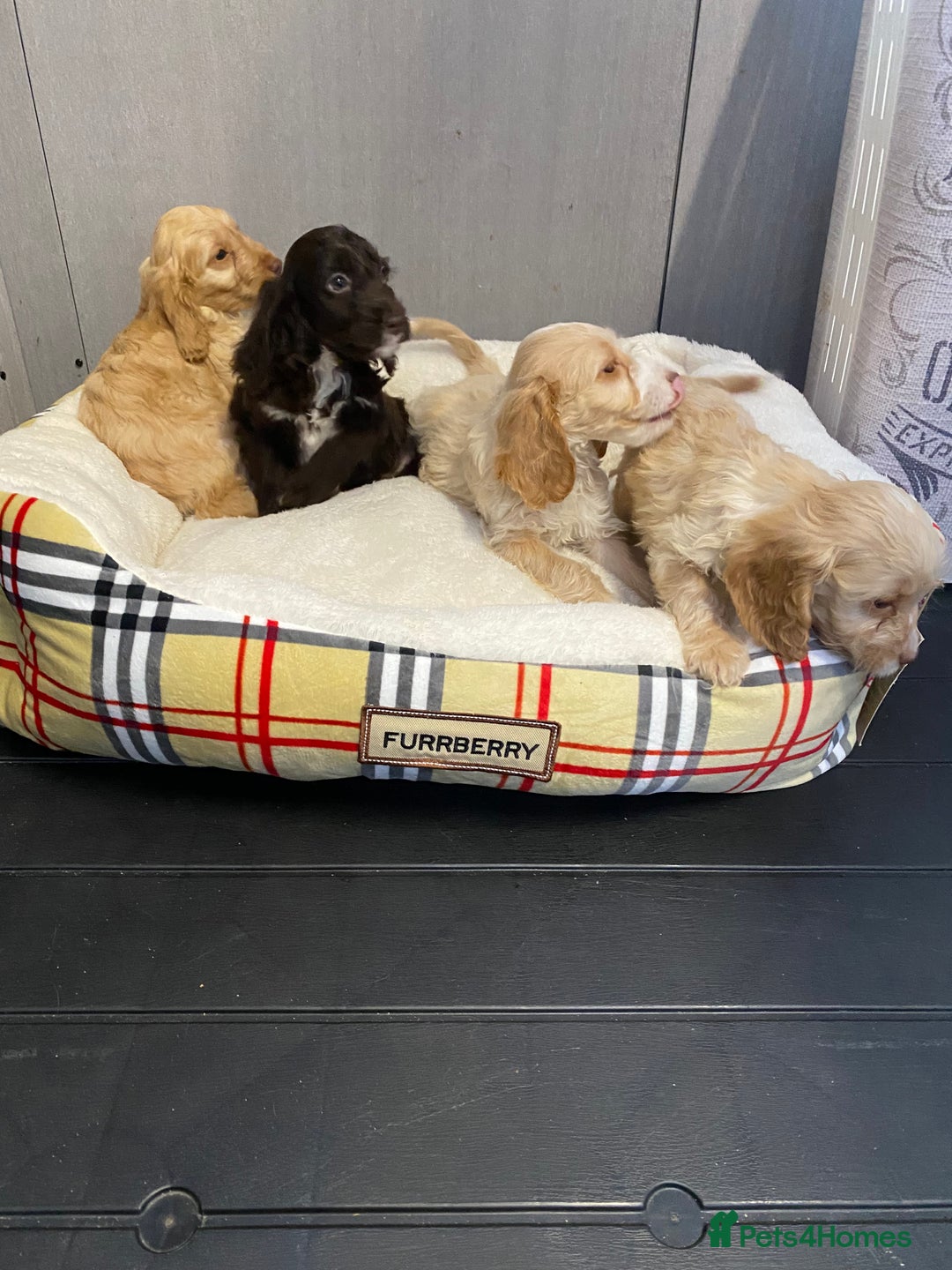 Cockapoo dogs for sale: AMAZING STUNNING F1 SHOW TYPE COCKAPOO  - Image 13