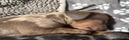 Dachshund dogs for sale: Standard Dachshund Puppies in Eye - Advert 35