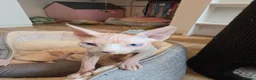 Sphynx cats for sale: Rare Blue-Eyed Sphynx Kitten TICA & GCCF  - Advert 9