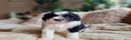 Sheepadoodle dogs for sale: Ultimate Pedigree F1 Sheepadoodles  - Advert 27