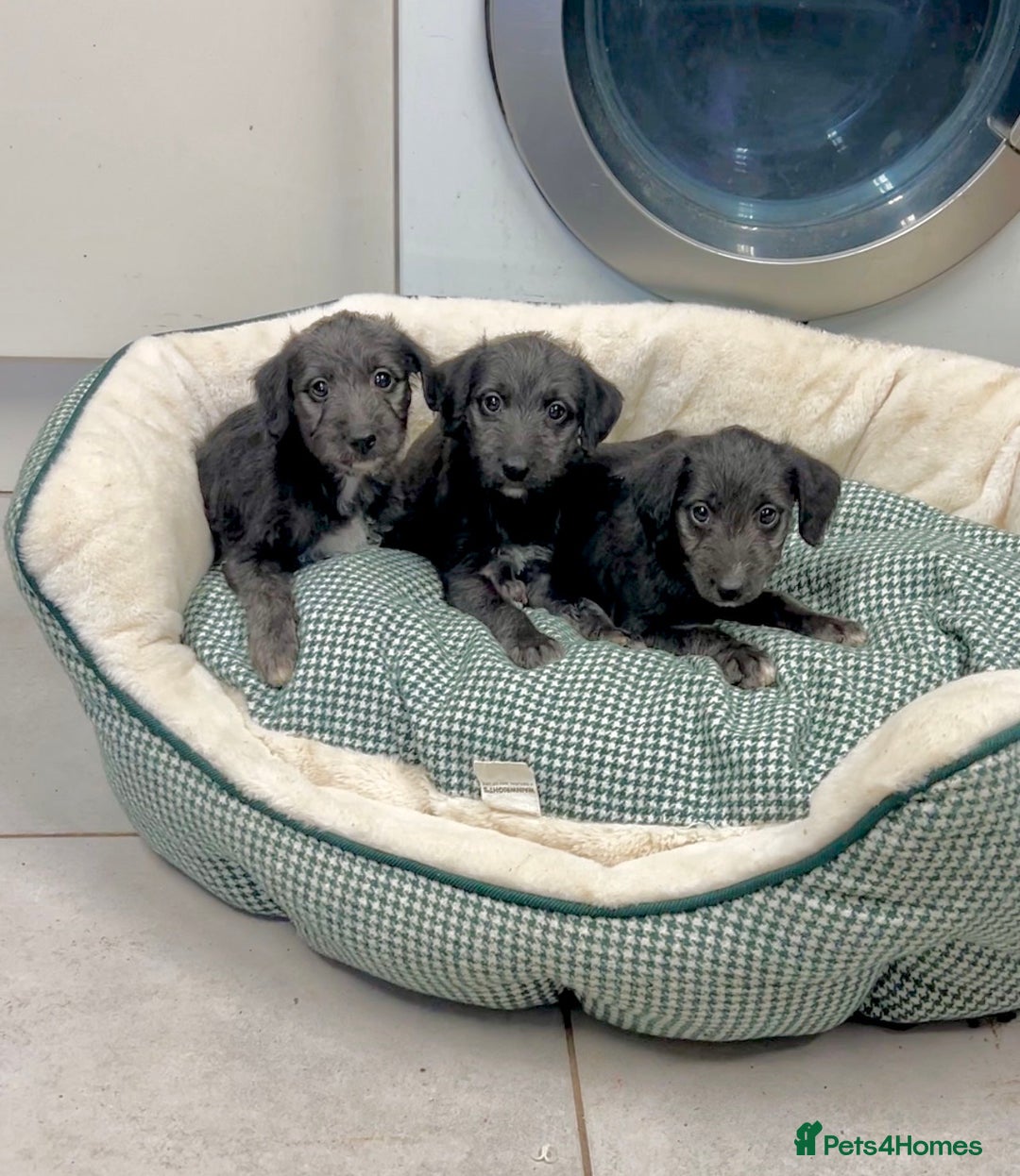 Bedlington Terrier dogs for sale: Beautiful F1 Bedlington x Whippet Puppies - Advert 1