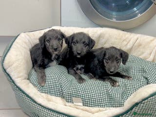 Bedlington Terrier dogs Beautiful F1 Bedlington x Whippet Puppies - Advert 1