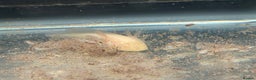 Axolotl reptiles for sale: Axolotl - Advert 7