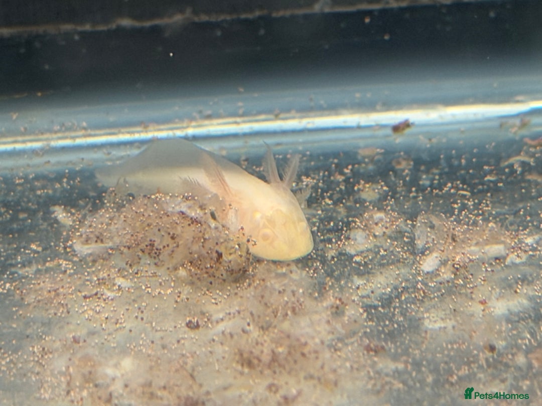 Axolotl reptiles for sale: Axolotl - Advert 7