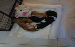 Jack Russell dogs for sale: Mini jack russells  - Image 5