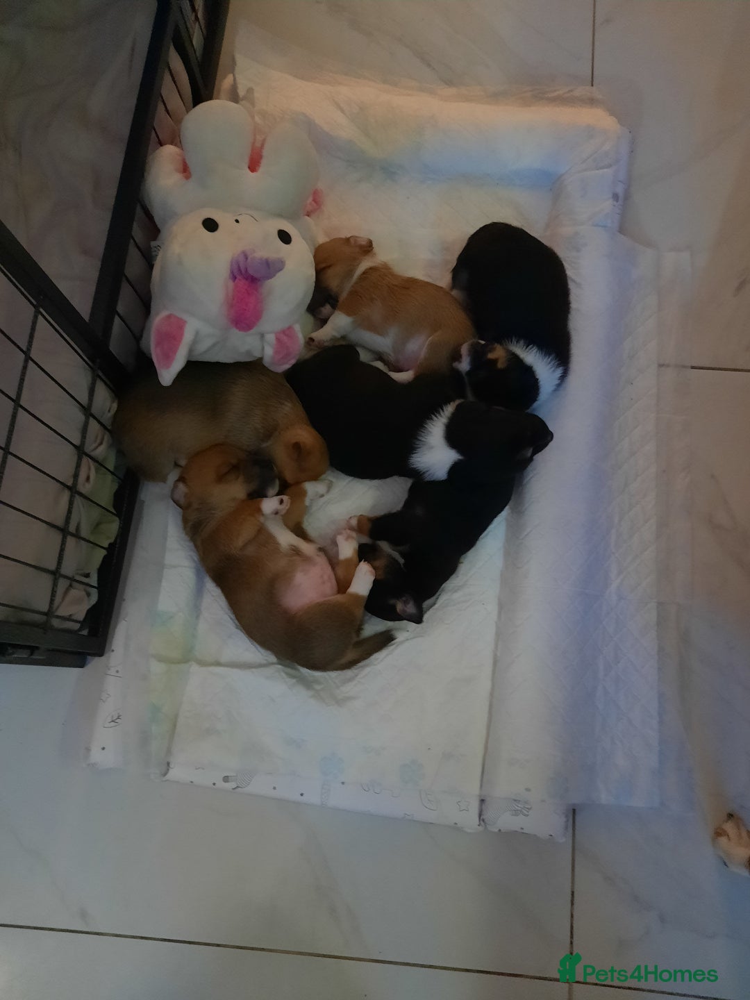 Jack Russell dogs for sale: Mini jack russells  - Image 5