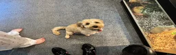 Cavapoo dogs for stud: Male apricot cavapoo  in Billingham - Advert 2