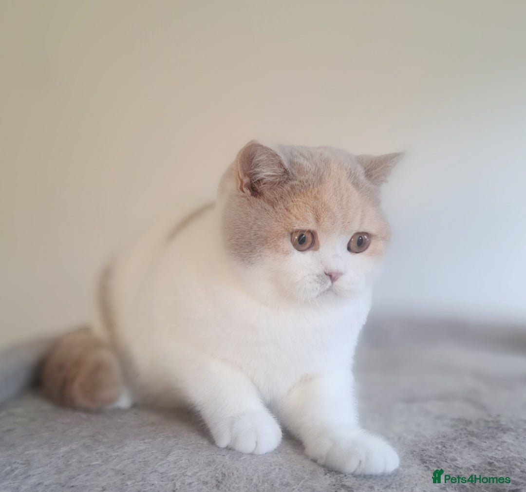 British Shorthair cats for sale: British Shorthair Fawn Tortie & White Female - Advert 6